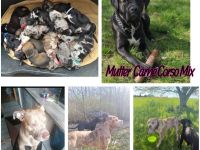 Carne Corso Amstaff Welpe (Weibchen)