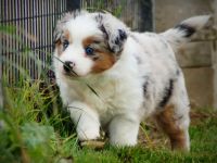 Mini Australian Shepherd Welpen