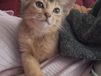 Abessinier Kitten in blue