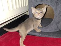 Abessinier Kitten in blue