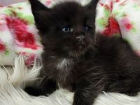 =^..^=Sehr typvolle Maine Coon kitten mit Stammbaum aus seriöser Zucht =^..^=