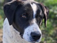 Junghündin Sophia /  derzeit noch in Griechenland