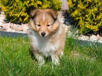 Sheltie, Shetland sheepdog Rude -Welpe mit FCI (VDH)-Ahnentafel und englischer Blutführung
