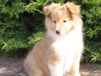 Sheltie, Shetland sheepdog Hundin -Welpe mit FCI (VDH)-Ahnentafel und englischer Blutführung