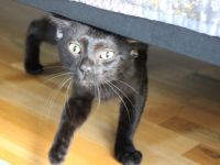 Batman sucht sein Für-Immer-Zuhause