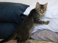 Karlsson sucht ein eigenes Zuhause