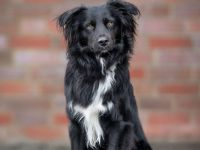 Mini Aussie Deckrüde / Miniature Australian Shepherd