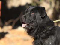 Nemo -  braucht hundeerfahrene Menschen die auch Grenzen setzen können