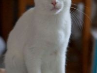 Hübsches weisses Kätzchen abzugeben