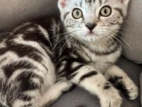 Babykatze Kitten