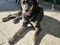 Sonia auf Pflegestelle in 86316 Friedberg sucht ihr Für-immer-Zuhause