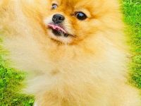 ✨ Zwergspitze (Pomeranian) – Rüde & Hündin in rot suchen ein neues Zuhause