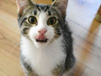 Siam-BKH Kätzchen - neugierig verspielt verschmust