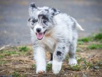 Bezaubernde Aussie Welpen * blue merle * red tri * black bi *blaue, grüne Augen *