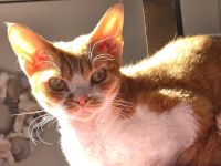 Wunderschöner Devon Rex Kater, kastriert, Stammbaum