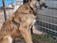 Cora sucht ihr Für-immer-Zuhause