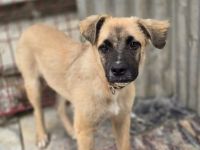 Kolja – ein stiller Held mit großem Herzen