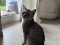 bkh kitten jungen baby