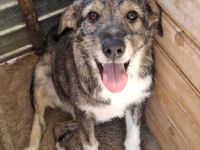 Ernie sucht sein Für-immer-Zuhause