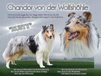 Chandor von der Wolfshöhle "Rusty"