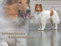 "Loxley" vom Hallerhof amerikanischer Collie