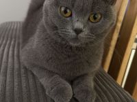 Britisch Kurzhaar Katze abzugeben – weiblich, geb. 28.08.2024