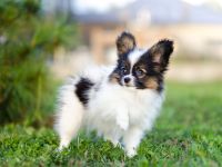 Kleiner Continental Spaniel Papillon Junge