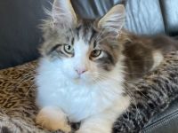 Maine Coon Kitten mit Stammbaum