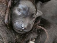 Reinrassige Schwarze Mittelschnauzer Welpen ab November 2025