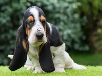 Basset hound