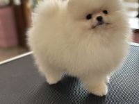 Pomeranian boy and girl