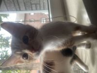 Unsere beiden Britisch-Kurzhaar-Mix Kitten (ein Kater und eine Katze) suchen ein liebevolles Zuhause