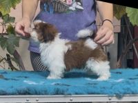 Shihtzu PP