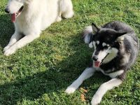 Husky-weißer Schweizer Schäferhund Welpen