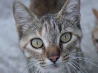 Tibby, geb. ca. 03/2024, lebt in GRIECHENLAND, auf einer privaten Pflegestelle