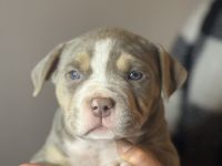 American Bully Xl