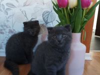 * Kitten zu verkaufen - Männchen *