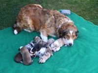 Border Collie Welpen