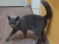 BKH-Aramis. Männlich, Blue Ticked