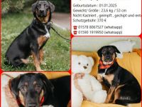 Verspielter junger Bruce sucht dich