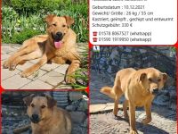 Nikolasha sucht Körbchen ...