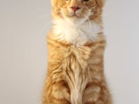 Reinrassige Maine Coon Kitten mit Stammbaum