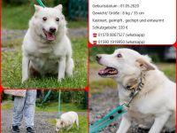 Kleiner weiße Kroki sucht liebevolle menschen