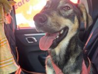 Tapfere Hundemama Jella sucht Geborgenheit