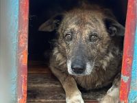 Alterswohnsitz für schüchternen Bobby