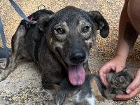 Rocco sucht sein Für-immer-Zuhause