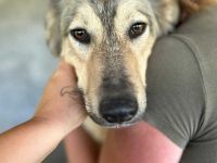 Petra sucht ihr Für-immer-Zuhause