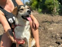 Hannibal sucht sein Für-immer-Zuhause