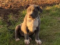 American Bully XL