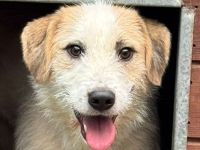 Marlon, kluger, lernwilliger hübscher Rüde sucht erfahrene Menschen für klare Führung, 2,5 J, 54 cm